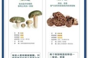 云南野生菌怎么辨别有毒_菌子文案艺术怎么写
