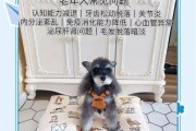 狗狗老了吃什么好_老年犬护理注意事项