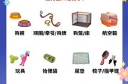 和狗一起生活要注意什么_新手养狗准备清单