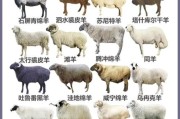 艺术棉羊是什么_艺术棉羊怎么选