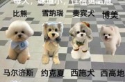 如何挑选适合新手养的狗_小型犬掉毛少又亲人吗