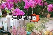 美好生活花怎么养_美好生活花的花语是什么