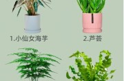 花草怎么养_适合新手的室内花草推荐