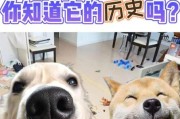 狗是怎么来的_狗历史视频大全
