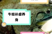 牛蛙历史故事大全_牛蛙为什么叫牛蛙