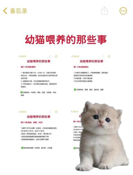 养猫新手入门_猫咪日常护理怎么做