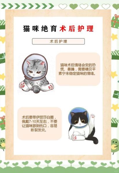 养猫新手入门_猫咪日常护理怎么做