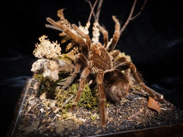 昆虫标本怎么做_昆虫标本收藏价值