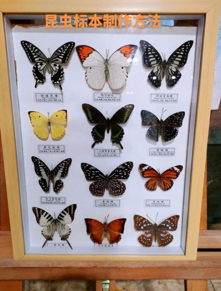 昆虫标本怎么做_昆虫标本收藏价值