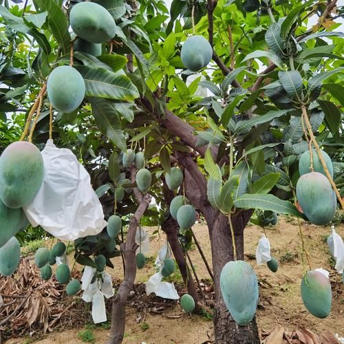 芒果种植果园高科技产品有哪些_如何提升芒果产量