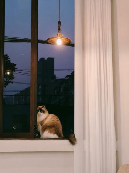 猫咪为什么喜欢看窗外_如何给猫拍日常视频
