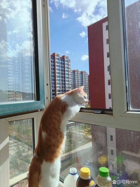 猫咪为什么喜欢看窗外_如何给猫拍日常视频