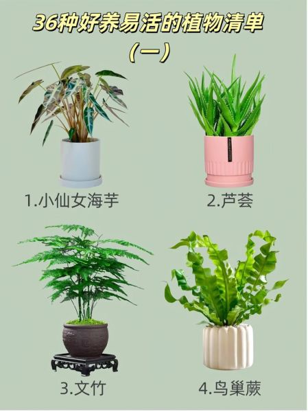 花草怎么养_适合新手的室内花草推荐