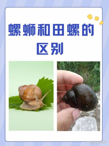 螺蛳历史视频大全_螺蛳起源与演变