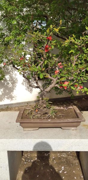 艺术花草怎么养_艺术花草适合放哪里