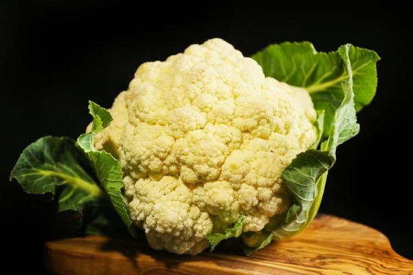 艺术菜花怎么养_艺术菜花和普通菜花区别