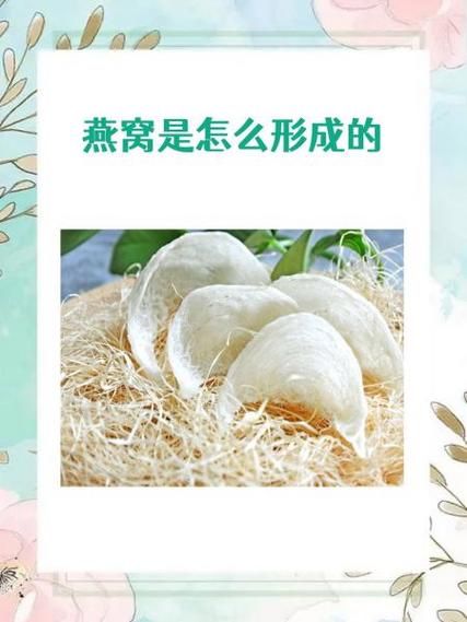 燕窝历史故事大全_燕窝是怎么来的