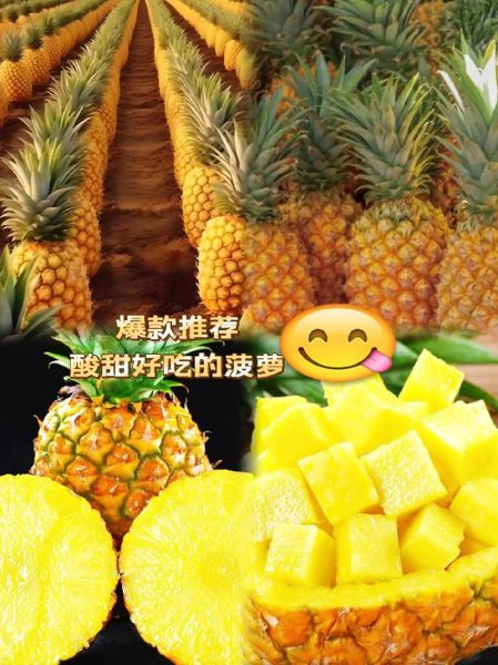 创意艺术菠萝文案怎么写_菠萝创意文案有哪些灵感来源