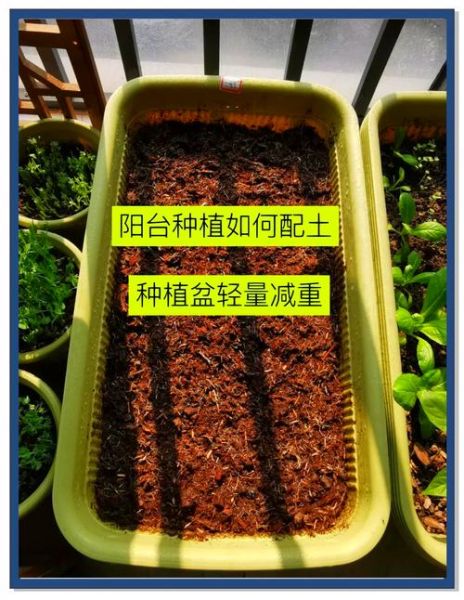 阳台种菜怎么选土_新手种菜多久能收获