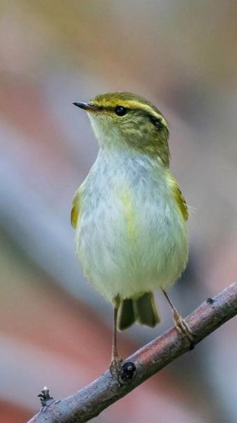 鸟类大全_常见鸟类有哪些