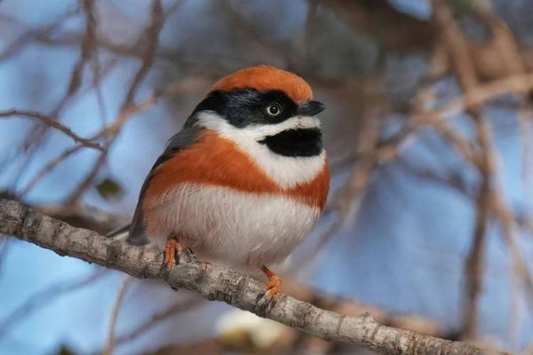 鸟类大全_常见鸟类有哪些