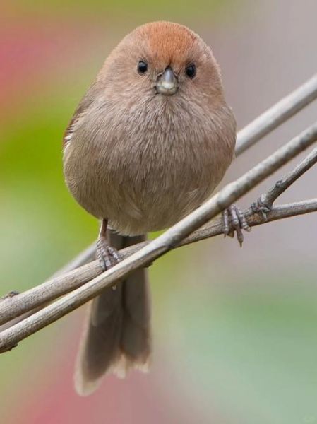 鸟类大全_常见鸟类有哪些