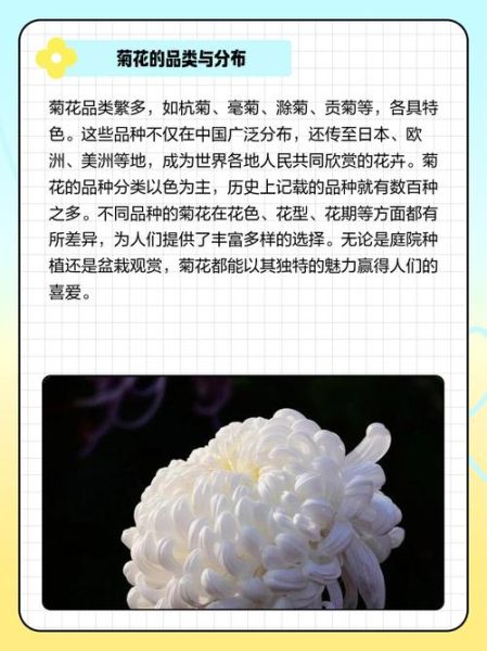菊花历史图片大全_菊花起源是哪里