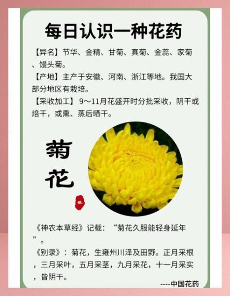 菊花历史图片大全_菊花起源是哪里