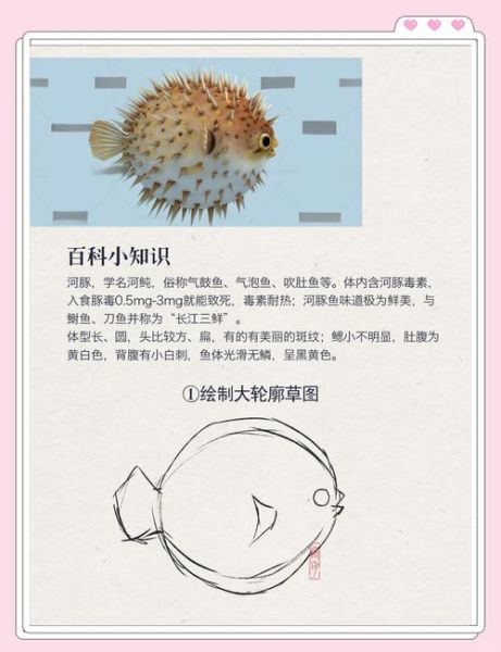 艺术河豚是什么_艺术河豚有毒吗