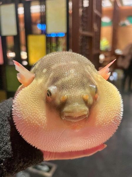 艺术河豚是什么_艺术河豚有毒吗