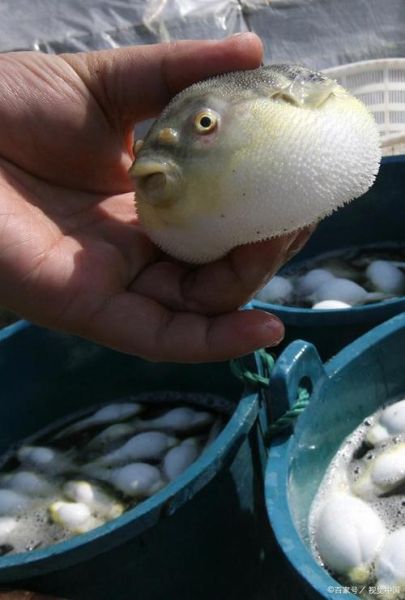 艺术河豚是什么_艺术河豚有毒吗