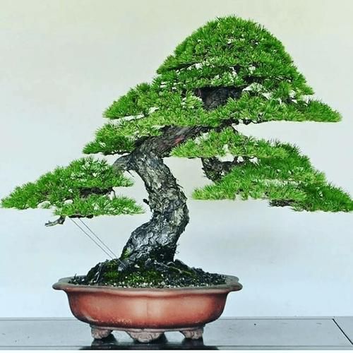 艺术盆栽怎么选_艺术盆栽如何养护