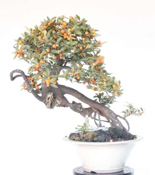 艺术盆栽怎么选_艺术盆栽如何养护