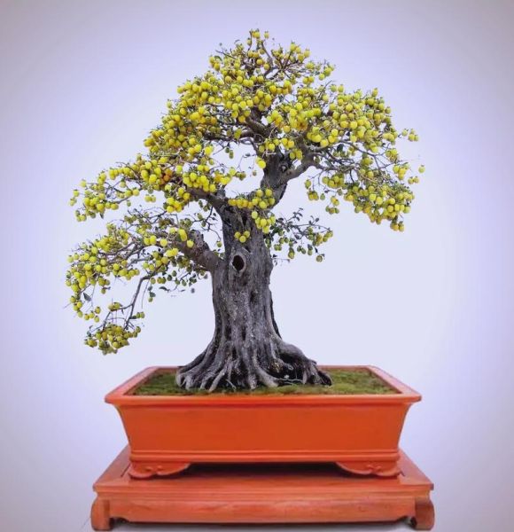 艺术盆栽怎么选_艺术盆栽如何养护