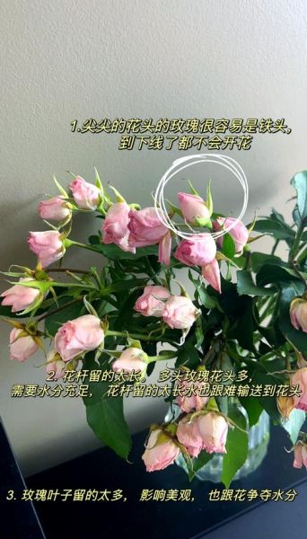 生活玫瑰怎么养_玫瑰枯萎了怎么办