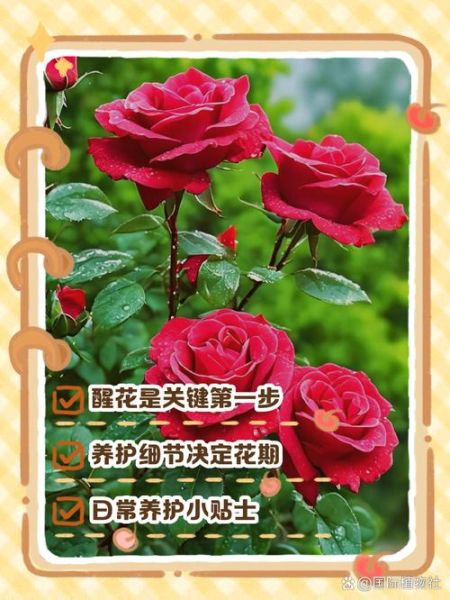 生活玫瑰怎么养_玫瑰枯萎了怎么办