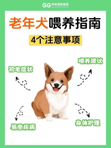 狗狗老了吃什么好_老年犬护理注意事项