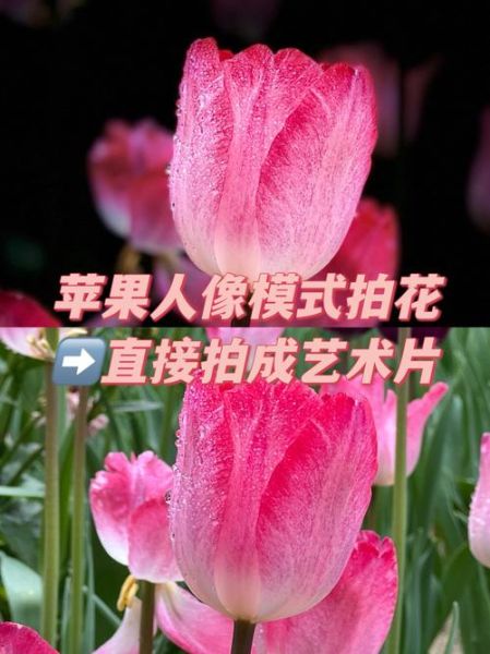 照片怎么拍才像艺术_如何用手机拍出艺术感