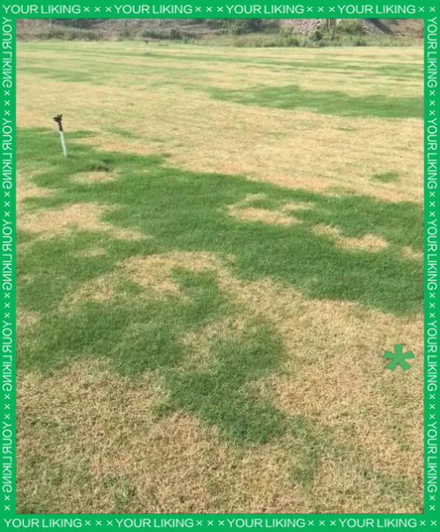 草坪多久浇一次水_草坪发黄怎么补救