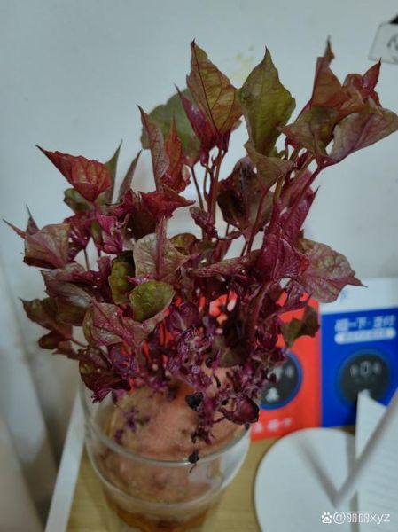 艺术红薯怎么做好吃_艺术红薯和普通红薯区别