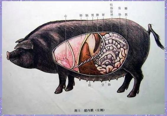 养猪历史大全_猪是怎么被驯化的