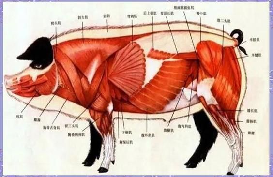 养猪历史大全_猪是怎么被驯化的
