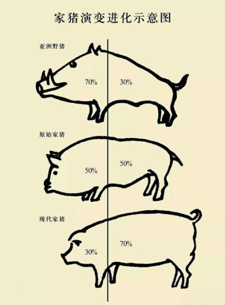 养猪历史大全_猪是怎么被驯化的