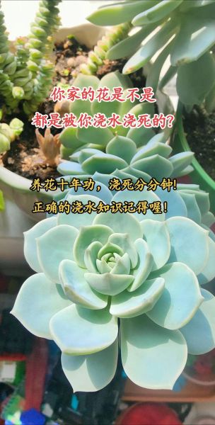 养花多久浇一次水_新手养花怎么浇水