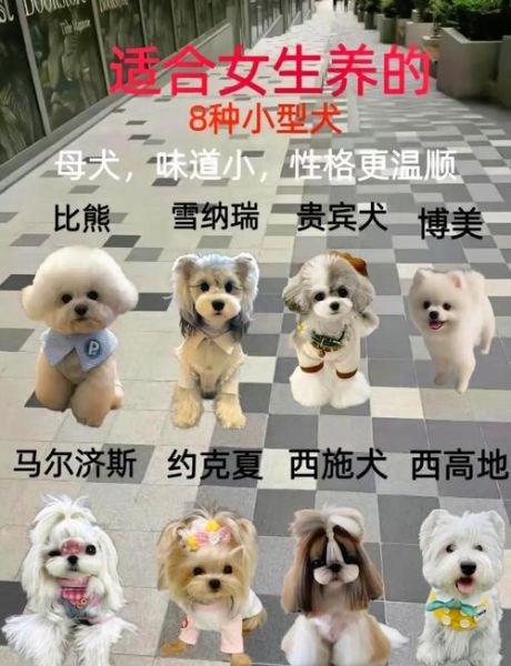 如何挑选适合新手养的狗_小型犬掉毛少又亲人吗