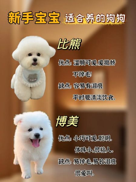 如何挑选适合新手养的狗_小型犬掉毛少又亲人吗