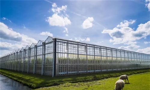 镇江荷兰农业高科技产品有哪些_如何引进