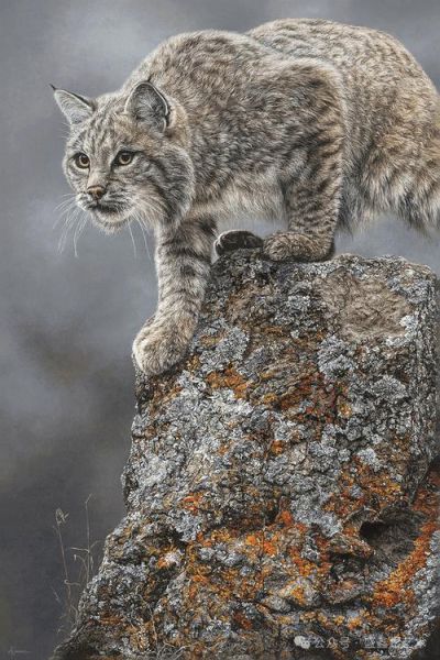 野生艺术是什么_如何收藏野生艺术作品