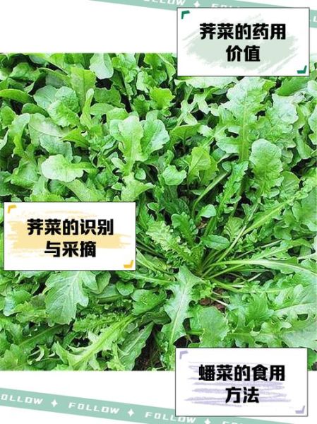 野菜历史故事大全_野菜最早出现在哪个朝代