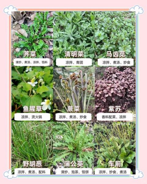 野菜历史故事大全_野菜最早出现在哪个朝代